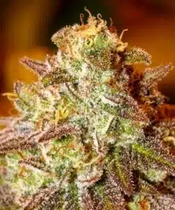 Pokie Feminized Marijuana Seeds | Pokie Feminized Strain | The Seed Fair