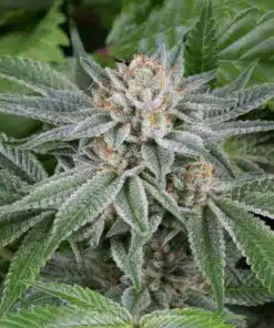 Popcorn Kush Feminized Marijuana Seeds | Popcorn Kush Strain | The Seed Fair