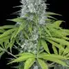 Power Kush Feminized Marijuana Seeds | Power Kush Strain | The Seed Fair