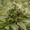 Primus Feminized Marijuana Seeds | Primus Feminized Strain | The Seed Fair