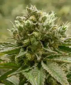 Primus Feminized Marijuana Seeds | Primus Feminized Strain | The Seed Fair