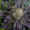Purple Bush Feminized Marijuana Seeds | Purple Bush Strain | The Seed Fair