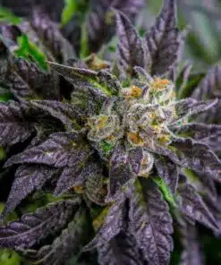 Purple Bush Feminized Marijuana Seeds | Purple Bush Strain | The Seed Fair