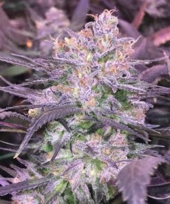 Purple Diesel Feminized Marijuana Seeds | Purple Diesel Strain | The Seed Fair