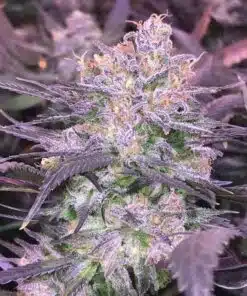 Purple Diesel Feminized Marijuana Seeds | Purple Diesel Strain | The Seed Fair