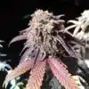 Purple Monkey Balls Feminized Marijuana Seeds | Purple Monkey Strain | The Seed Fair