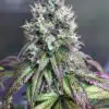 Purple Mr. Nice Guy Feminized Marijuana Seeds | Purple Mr. Nice Guy | The Seed Fair