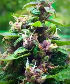 Purple Nepal Feminized Marijuana Seeds | Purple Nepal Strain | The Seed Fair
