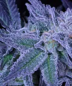 Purple Panty Dropper Feminized Marijuana Seeds | Purple Panty Strain | The Seed Fair