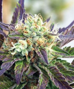 Purple Trainwreck Feminized Marijuana Seeds | Purple Trainwreck Strain | The Seed Fair