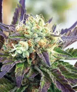 Purple Trainwreck Feminized Marijuana Seeds | Purple Trainwreck Strain | The Seed Fair