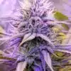 Race Fuel OG Feminized Marijuana Seeds | Race Fuel Strain | The Seed Fair