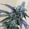 Rainbow Feminized Marijuana Seeds | Rainbow Feminized Strain | The Seed Fair