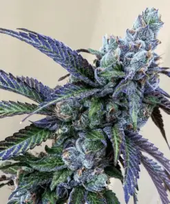 Rainbow Feminized Marijuana Seeds | Rainbow Feminized Strain | The Seed Fair