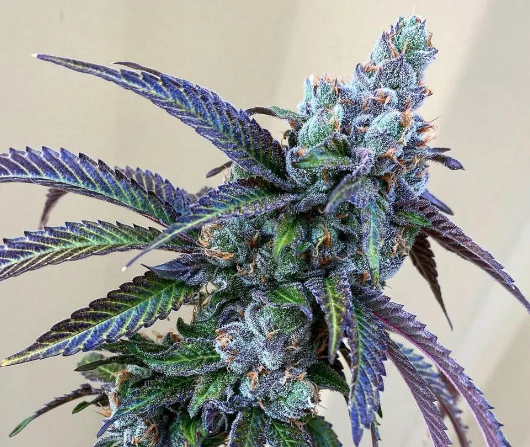 Rainbow Feminized Marijuana Seeds | Rainbow Feminized Strain | The Seed Fair
