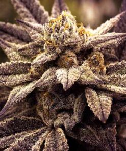 Rare Darkness Feminized Marijuana Seeds | Rare Darkness Strain | The Seed Fair