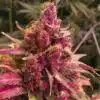 Red Congolese Feminized Cannabis Seeds | Red Congolese Strain | The Seed Fair