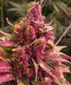 Red Congolese Feminized Cannabis Seeds | Red Congolese Strain | The Seed Fair