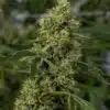 Red Eye OG Feminized Marijuana Seeds | Red Eye OG Strain | The Seed Fair