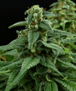 Red Headed Stranger Feminized Cannabis Seeds | The Seed Fair