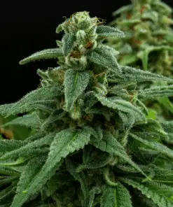 Red Headed Stranger Feminized Cannabis Seeds | The Seed Fair