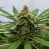 Redwood Kush Feminized Marijuana Seeds | Redwood Kush Strain | The Seed Fair