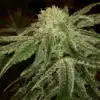 Rene Mist Feminized Marijuana Seeds | Rene Mist Strain | The Seed Fair