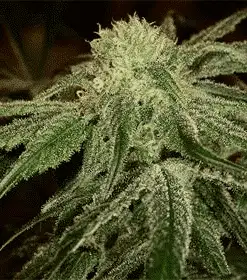 Rene Mist Feminized Marijuana Seeds | Rene Mist Strain | The Seed Fair