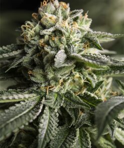 Remo Chemo Feminized Marijuana Seeds | Remo Chemo Strain | The Seed Fair