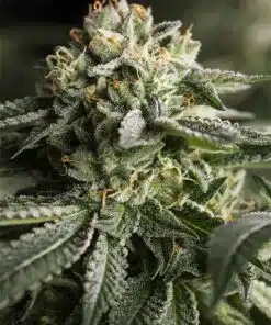 Remo Chemo Feminized Marijuana Seeds | Remo Chemo Strain | The Seed Fair
