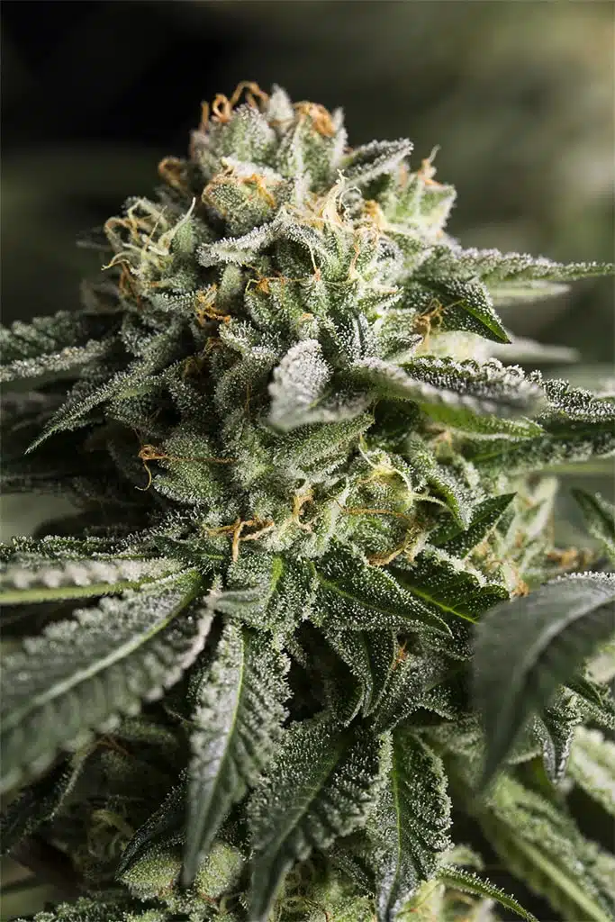 Remo Chemo Feminized Marijuana Seeds | Remo Chemo Strain | The Seed Fair