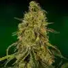 Rob Ford Kush Feminized Marijuana Seeds | Rob Ford Strain | The Seed Fair