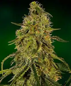 Rob Ford Kush Feminized Marijuana Seeds | Rob Ford Strain | The Seed Fair