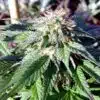 Rockbud Feminized Marijuana Seeds | Rockbud Feminized Strain | The Seed Fair