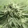 Rollex OG Kush Feminized Marijuana Seeds | Rolex OG Strain | The Seed Fair