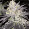 Romulan Feminized Marijuana Seeds | Romulan Feminized Strain | The Seed Fair