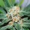Santa Maria Feminized Marijuana Seeds | Santa Maria Strain | The Seed Fair
