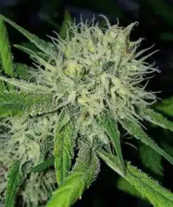 Schrom Feminized Marijuana Seeds | Schrom Feminized Strain | The Seed Fair