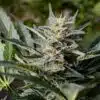 Sensi Star Feminized Marijuana Seeds | Sensi Star Strain | The Seed Fair