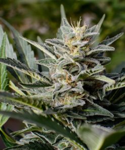Sensi Star Feminized Marijuana Seeds | Sensi Star Strain | The Seed Fair