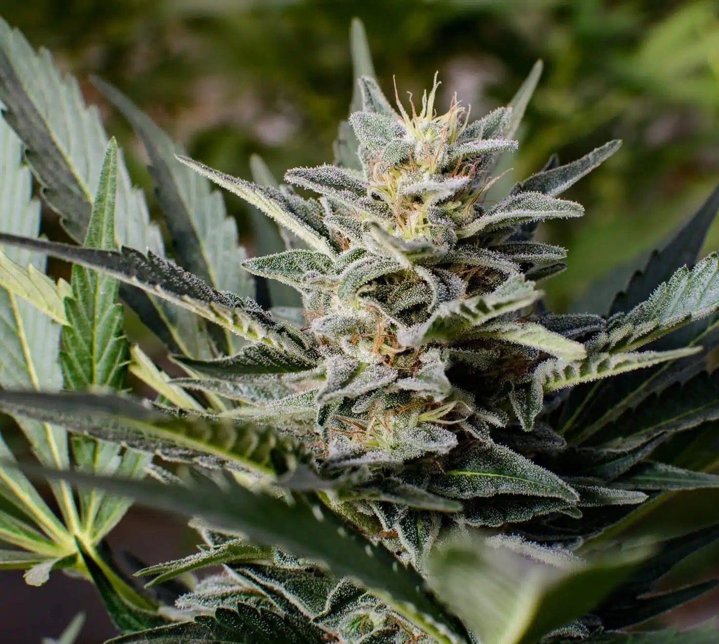Sensi Star Feminized Marijuana Seeds | Sensi Star Strain | The Seed Fair