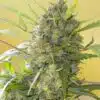 Serious Happiness Feminized Marijuana Seeds | Serious Happiness Strain | The Seed Fa