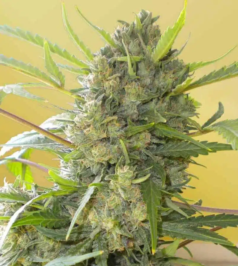 Serious Happiness Feminized Marijuana Seeds | Serious Happiness Strain | The Seed Fa