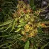 Sexxpot Feminized Marijuana Seeds | Sexxpot Feminized Strain | The Seed Fair