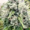 Shipwreck Feminized Marijuana Seeds | Shipwreck Feminized Strain | The Seed Fair
