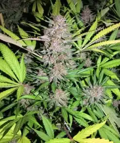 Shiva Skunk Feminized Marijuana Seeds | Shiva Skunk Strain | The Seed Fair