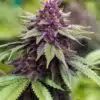 Sirius Black Feminized Marijuana Seeds | Sirius Black Strain | The Seed Fair