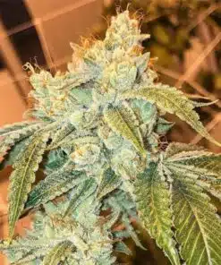 Snoop Dogg OG Feminized Marijuana Seeds | Snoop Dogg Strain | The Seed Fair