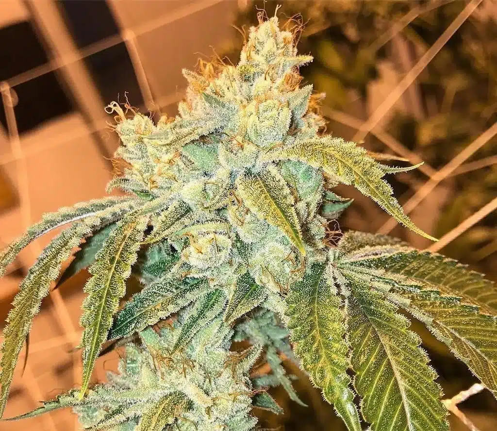 Snoop Dogg OG Feminized Marijuana Seeds | Snoop Dogg Strain | The Seed Fair