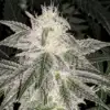 Snowman OG Feminized Cannabis Seeds | Snowman OG Strain | The Seed Fair